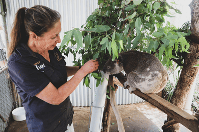 Veterinário